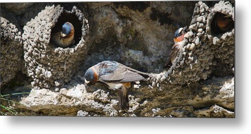 Aerial Feeding Metal Print featuring the photograph Barn Swallows Nests by Crystal Wightman