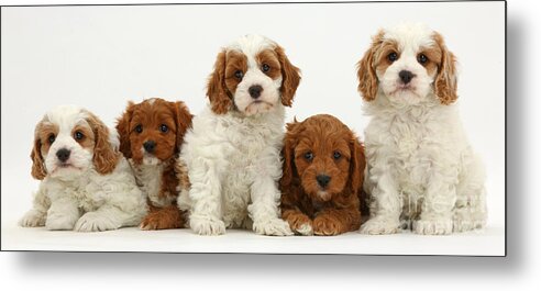 Nature Metal Print featuring the photograph Five Cavapoo Puppies by Mark Taylor