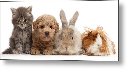 Guinea Pig Metal Print featuring the photograph Gang of Four by Warren Photographic
