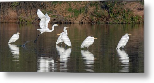 Great Metal Print featuring the photograph Great Egrets 1489-011718-1cr by Tam Ryan