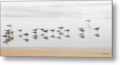 Birds Metal Print featuring the photograph Grounded By Fog by Christopher Holmes