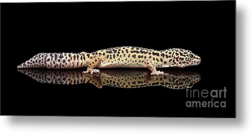 Gecko Metal Print featuring the photograph Leopard Gecko Eublepharis macularius Isolated on Black Background by Sergey Taran
