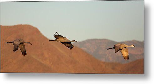 Sandhill Metal Print featuring the photograph Morning Flight by Jean Clark