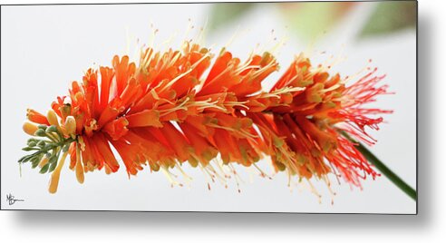 Flower Metal Print featuring the photograph Orange Delight by Mary Anne Delgado