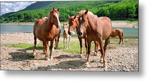 Lunigiana Metal Print featuring the photograph Protecting the Foal by Nigel Fletcher-Jones