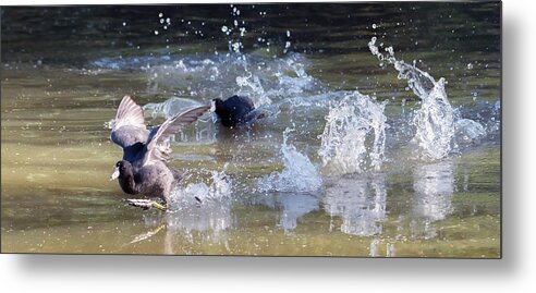American Coot Metal Print featuring the photograph American Coot Chase 8408-042619-3cr by Tam Ryan