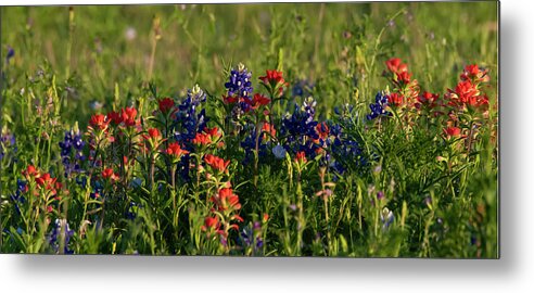 Blue Metal Print featuring the photograph Bluebonnets and Indian Paintbrush by Patrick Nowotny