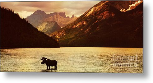 Waterton Metal Print featuring the photograph Moose In Lake With High Mountains by Hdsidesign