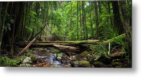 Tropical Rainforest Metal Print featuring the photograph Rainforest Stream Panorama by Davidf