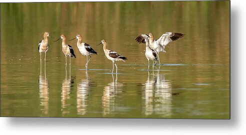 American Avocets Metal Print featuring the photograph American Avocets 5724-072220-2 by Tam Ryan
