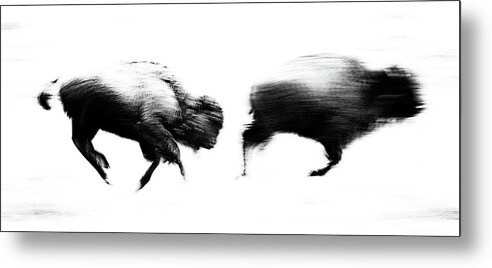American Bison Metal Print featuring the photograph Bison in Motion by Max Waugh