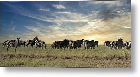 Zebra Metal Print featuring the photograph The Great Migration by Carolyn Mickulas