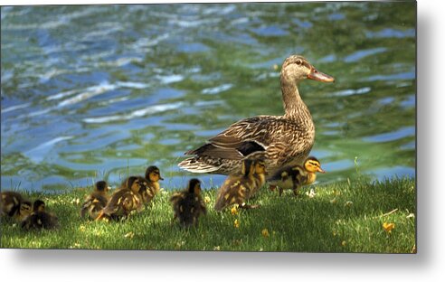 Ducks Metal Print featuring the photograph Lakeside Stroll 9836 by Jerry Sodorff