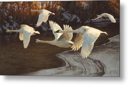Swan Metal Print featuring the painting Icing Up by Greg Beecham