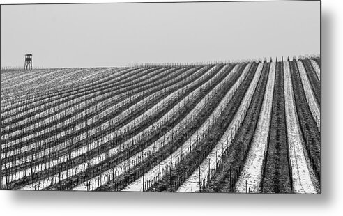 Winter Metal Print featuring the photograph Winter in the Vineyard by Martin Vorel Minimalist Photography
