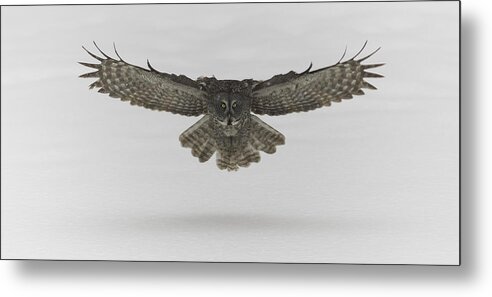 Animal Metal Print featuring the photograph Great Grey Owl in flight #4 by Josef Pittner