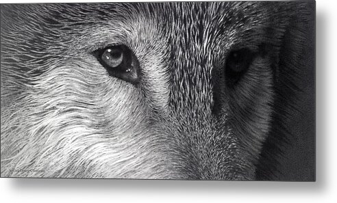 Timberwolf Metal Print featuring the drawing Close Encounter by Stirring Images