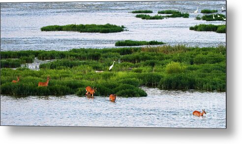 Deer Metal Print featuring the photograph Deer Crossing Maumee River at Farnsworth Park 4983 by Jack Schultz