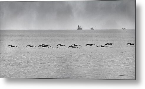 Pelican Metal Print featuring the photograph Destination by Betsy Knapp