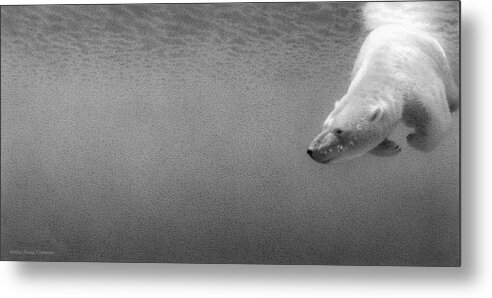 Polar Bear Metal Print featuring the drawing Down for a Look by Stirring Images