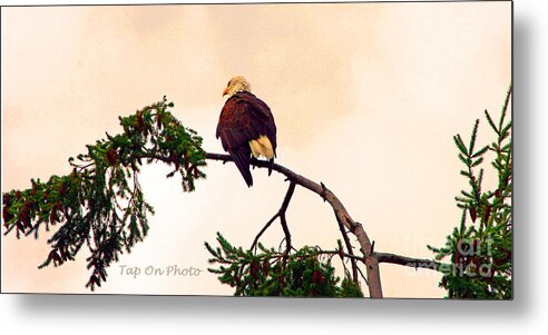 Bird Metal Print featuring the photograph Eagle Watch by Tap On Photo