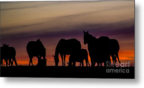 Horses Metal Print featuring the photograph Feeding Time by Jim McCain