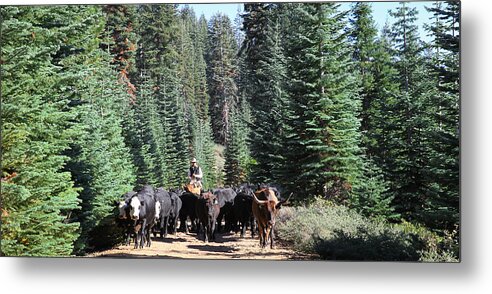 Gather & Drive 2013 Metal Print featuring the photograph Leroy Leading by Diane Bohna