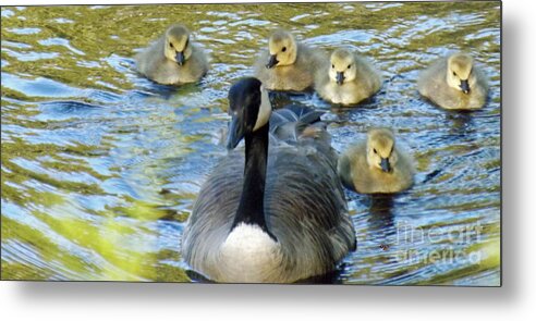 Mother Goose Metal Print featuring the photograph Mother Goose and Brood by Brenda Brown