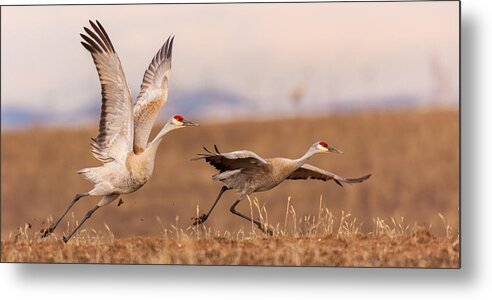 Sandhill Cranes Metal Print featuring the photograph Return to Yampa Valley by Kevin Dietrich