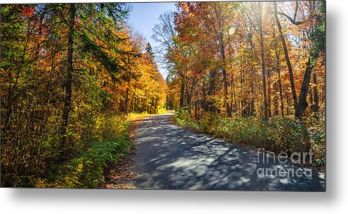 Road Metal Print featuring the photograph Road through fall forest by Elena Elisseeva