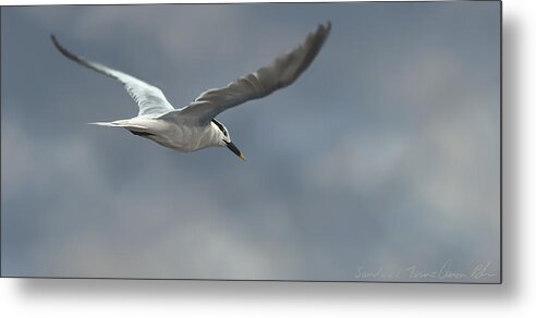 Bird Metal Print featuring the digital art Sandwich Tern by Aaron Blaise