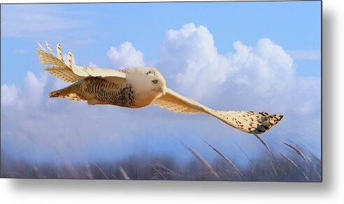 Snowy Owl Metal Print featuring the photograph Snow Owl In Flight by Dale J Martin