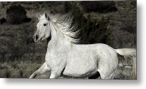 Equine Metal Print featuring the photograph The Mare With the Flying Mane by Karen Slagle