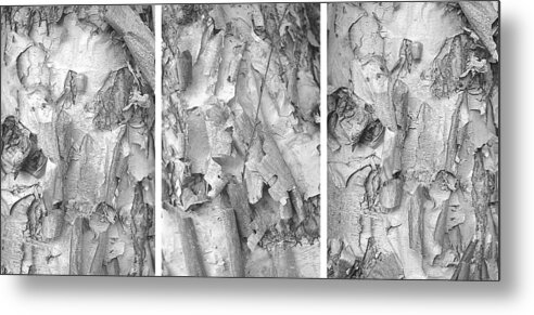 Triptych Metal Print featuring the photograph Triptych of Curling Tree Bark In Black and White with a White Background by Suzanne Powers