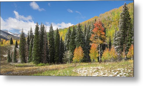 Woods Metal Print featuring the photograph Woodland Scenery by Tim Reaves