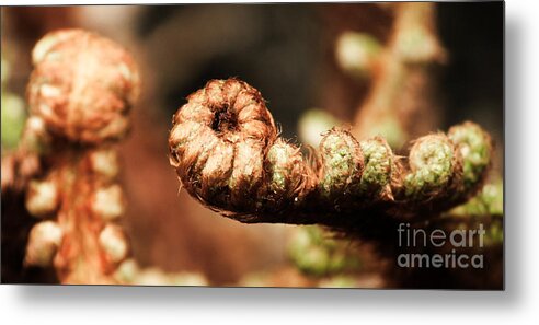 Fern Metal Print featuring the photograph Young Fern by Four Hands Art