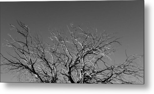 Bare Metal Print featuring the photograph Bare Tree Top by Kim Galluzzo