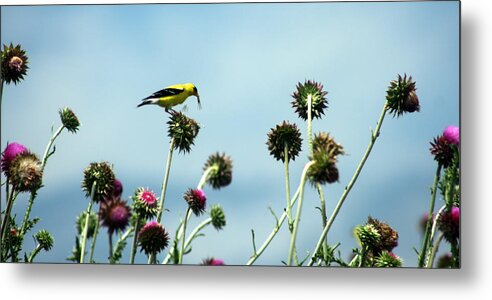 Beak Metal Print featuring the photograph Goldfinch eating flowerseeds by Emanuel Tanjala