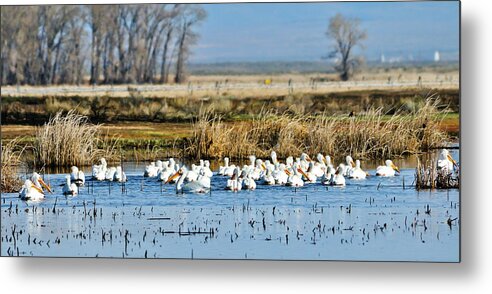 Pelicans Metal Print featuring the photograph Pelican Convention by Greg Norrell