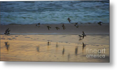 Phillip Island Metal Print featuring the photograph Plovers at play on a stormy morning by Blair Stuart