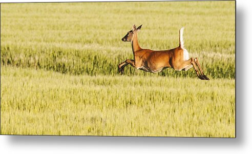 Deer Metal Print featuring the photograph Running The Field by Don Durfee