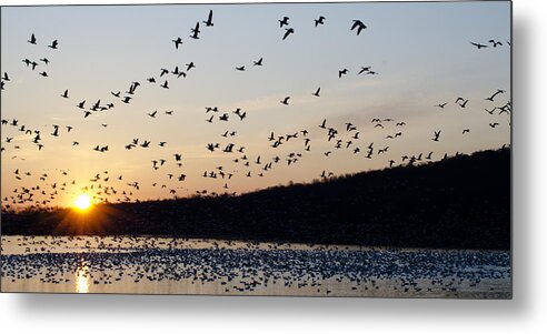 Snow Geese Metal Print featuring the photograph Snow Geese at Sunrise by Crystal Wightman