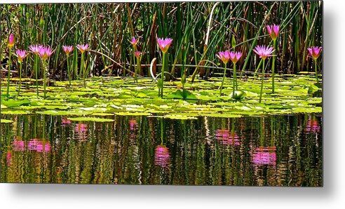 Lotus Metal Print featuring the photograph Reflective Wild Water Lilies #2 by Joe Wyman