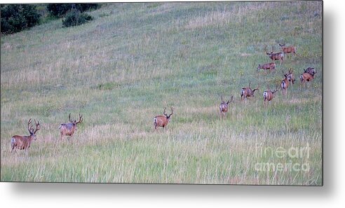 Deer Metal Print featuring the photograph Band of Thirteen by Jim Garrison