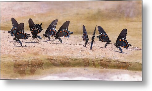 Group Of Butterflies Metal Print featuring the photograph Butterfly Reflections by Melinda Fawver