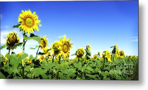 Sunflowers Metal Print featuring the photograph Colorado Sunflowers by Jim Calarese