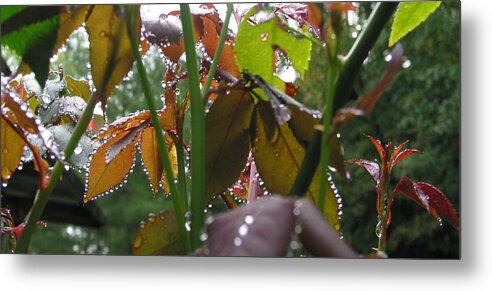 Folk Art Metal Print featuring the painting Dew On Rose Bush 2 by Debbie Criswell