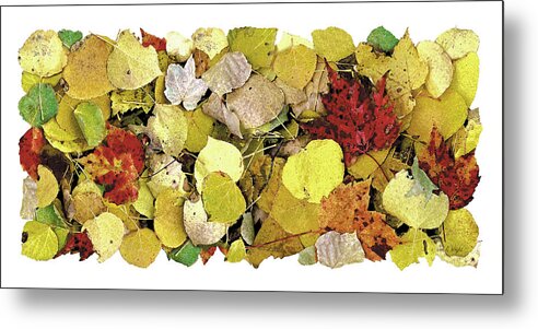 Jon Q Wright Metal Print featuring the painting Fall Leaf Vignette by JQ Licensing