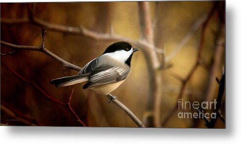 Black Capped Chickadee Metal Print featuring the painting Following the Light by Beve Brown-Clark Photography