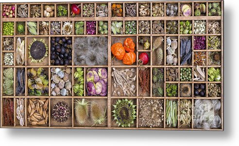 Flower Metal Print featuring the photograph Garden Seed pods by Tim Gainey